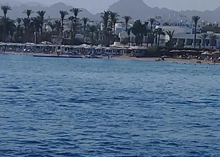 Naama Wiew- Alle Due Palme *
